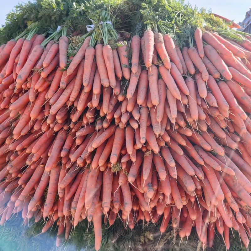 大量供应沙地胡萝卜先挖现发保证质量一手货源