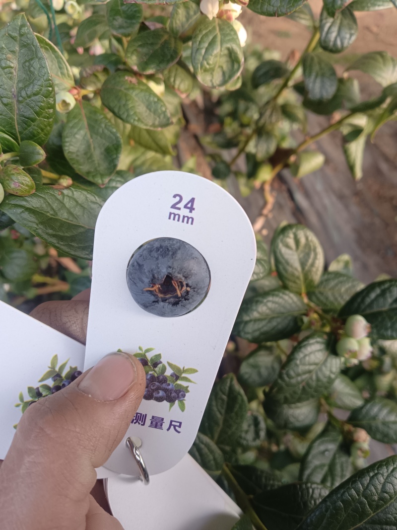 蓝莓