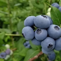 蓝莓