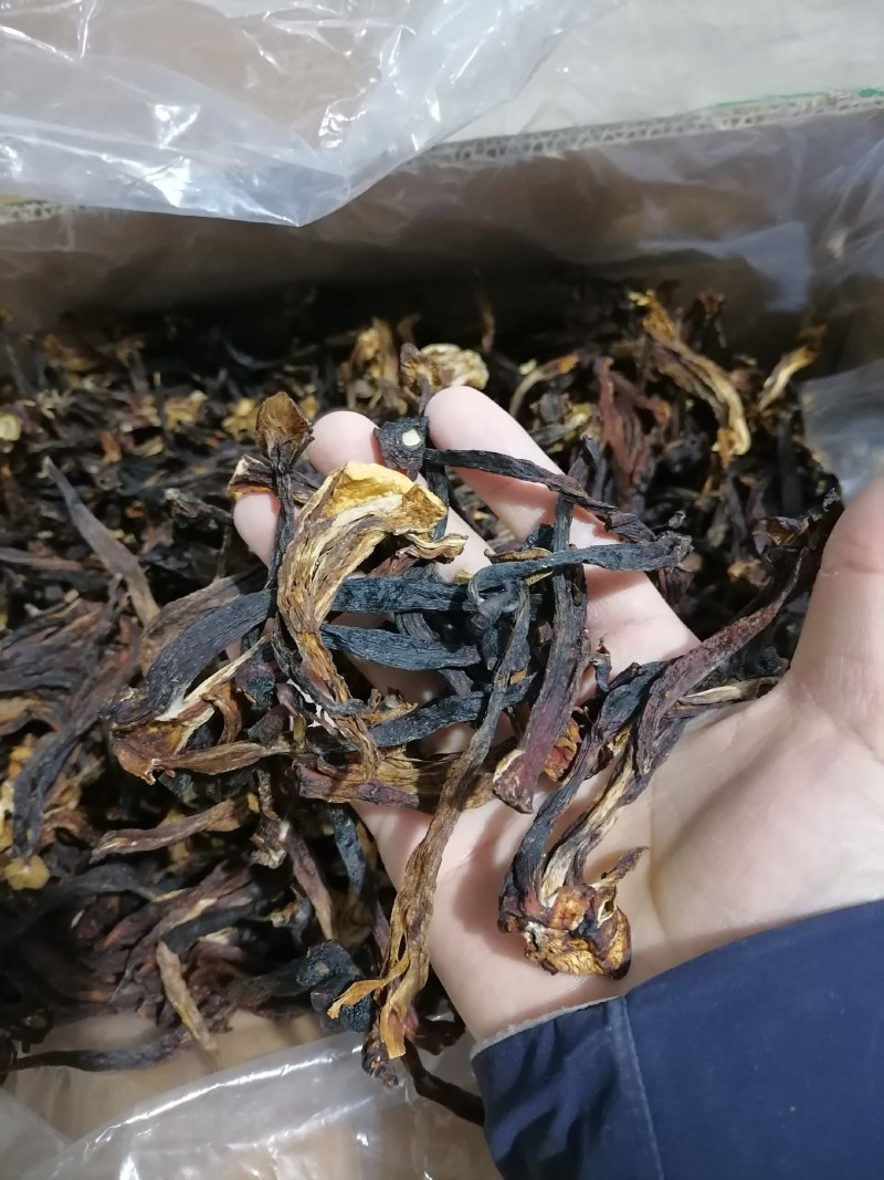 变色鹿茸菇，便宜鹿茸菇，低价鹿茸菇，鹿茸水菇，跑色鹿茸菇