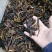 变色鹿茸菇，便宜鹿茸菇，低价鹿茸菇，鹿茸水菇，跑色鹿茸菇