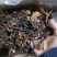 变色鹿茸菇，便宜鹿茸菇，低价鹿茸菇，鹿茸水菇，跑色鹿茸菇