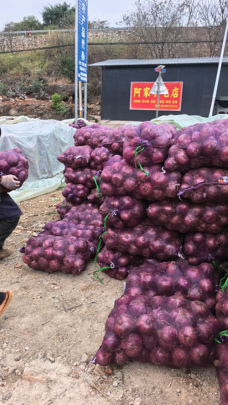 建水紫皮洋葱大量上市，欢迎对接，诚信经营，合作共赢。