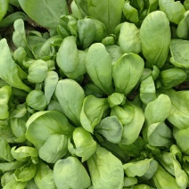 蓬蒿菜