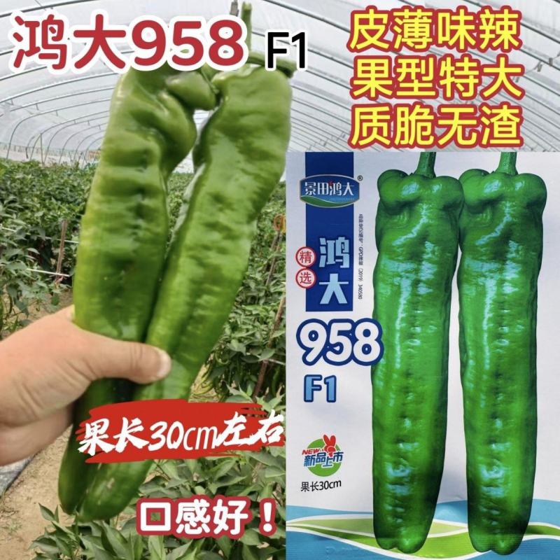 鸿大958辣椒种子特大牛角椒种子早中熟耐热大号薄皮辣椒种