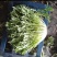 【实力商家】产地直发【诚信经营】保质保量【量大从优】苦菊