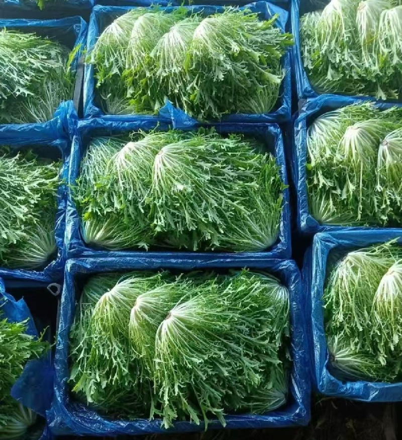 【实力商家】产地直发【诚信经营】保质保量【量大从优】苦菊