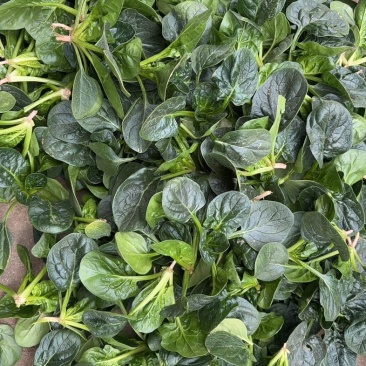 江苏徐州趴地菠菜大量有货，10到15公分一级品产地直供。