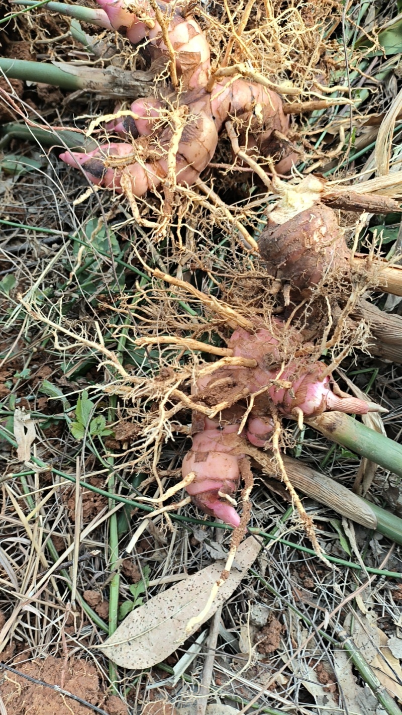 红皮南姜大量上市广西基地直供质量保证货源充足欢迎订购