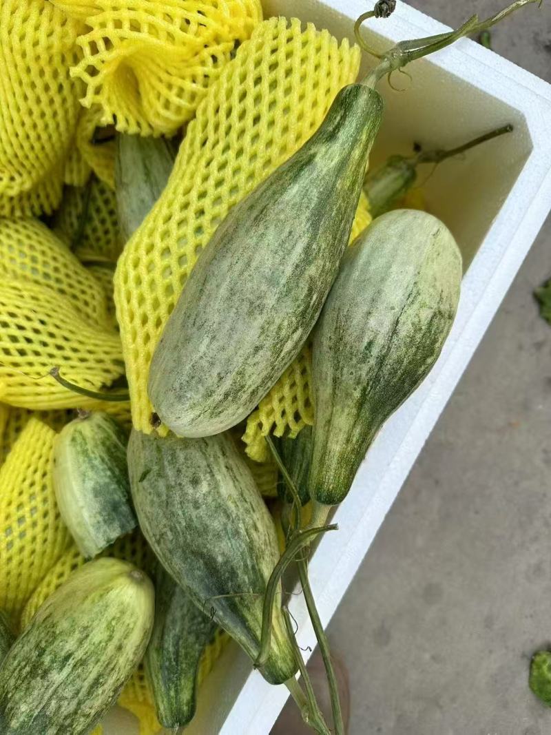 山东羊角蜜甜瓜产地直发一件代发社区团购电商对接