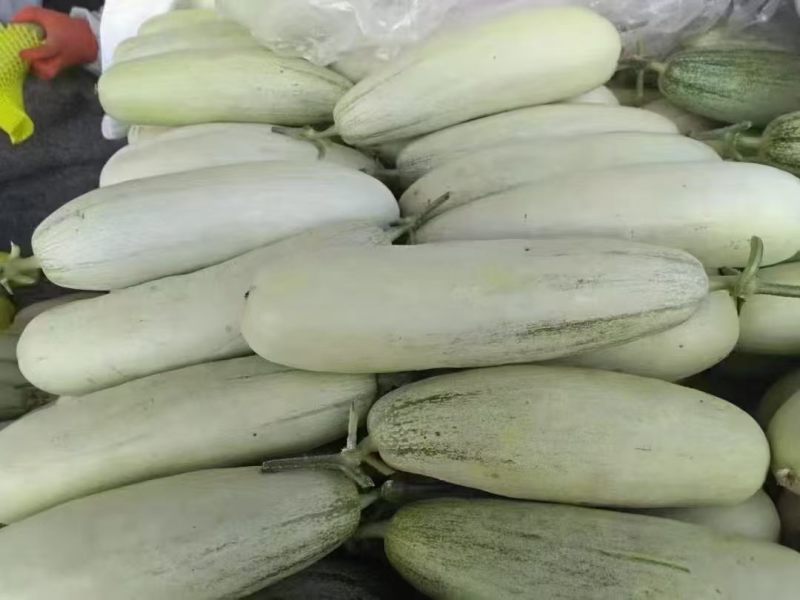 羊角蜜甜瓜精品电商货新鲜打包产地直发支持一件代发电商批