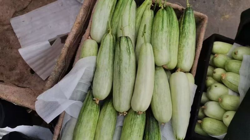 羊角蜜甜瓜精品电商货新鲜打包产地直发支持一件代发电商批