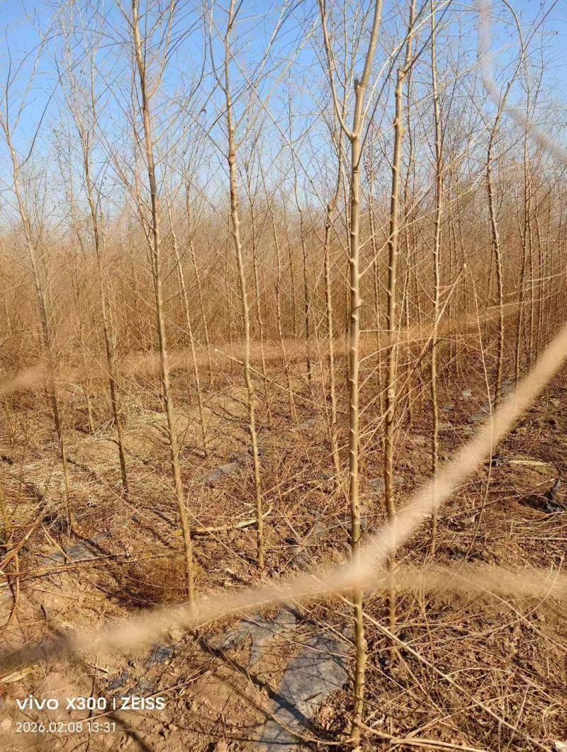精品榆树苗产地直供