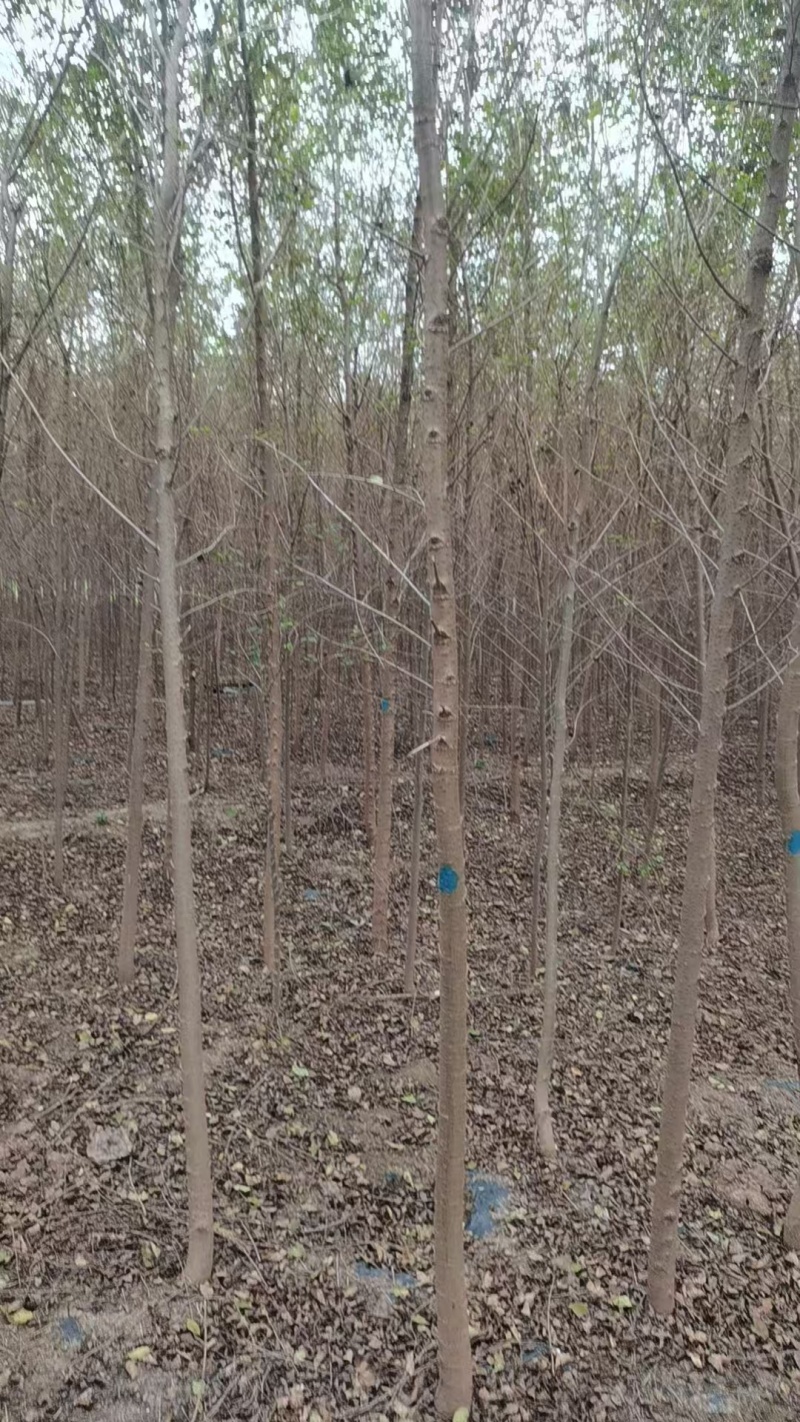 精品榆树苗产地直供