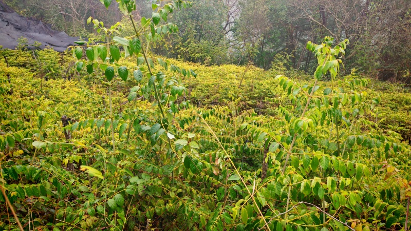 供应大叶钩藤苗，品种纯、根系好、成活率高！基地直供
