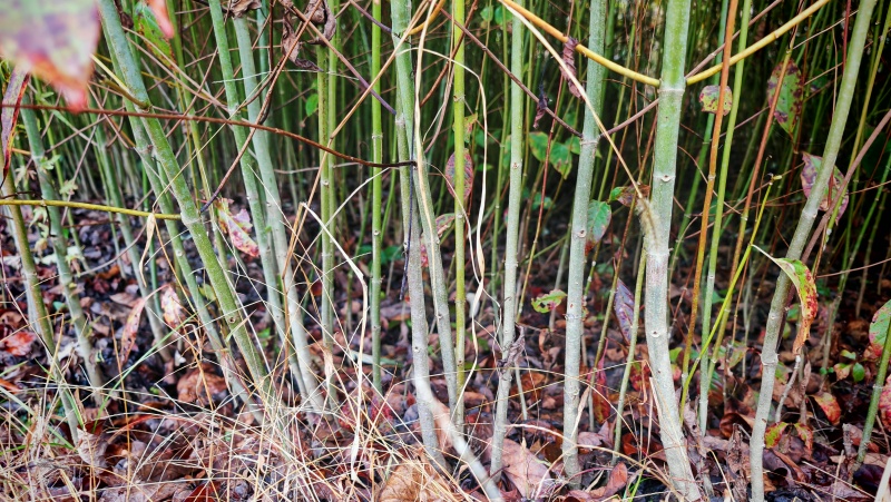 供应大叶钩藤苗，品种纯、根系好、成活率高！基地直供