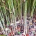 供应大叶钩藤苗，品种纯、根系好、成活率高！基地直供