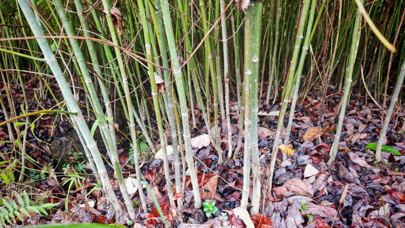 供应大叶钩藤苗，品种纯、根系好、成活率高！基地直供