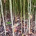 供应大叶钩藤苗，品种纯、根系好、成活率高！基地直供