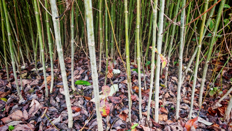 供应大叶钩藤苗，品种纯、根系好、成活率高！基地直供