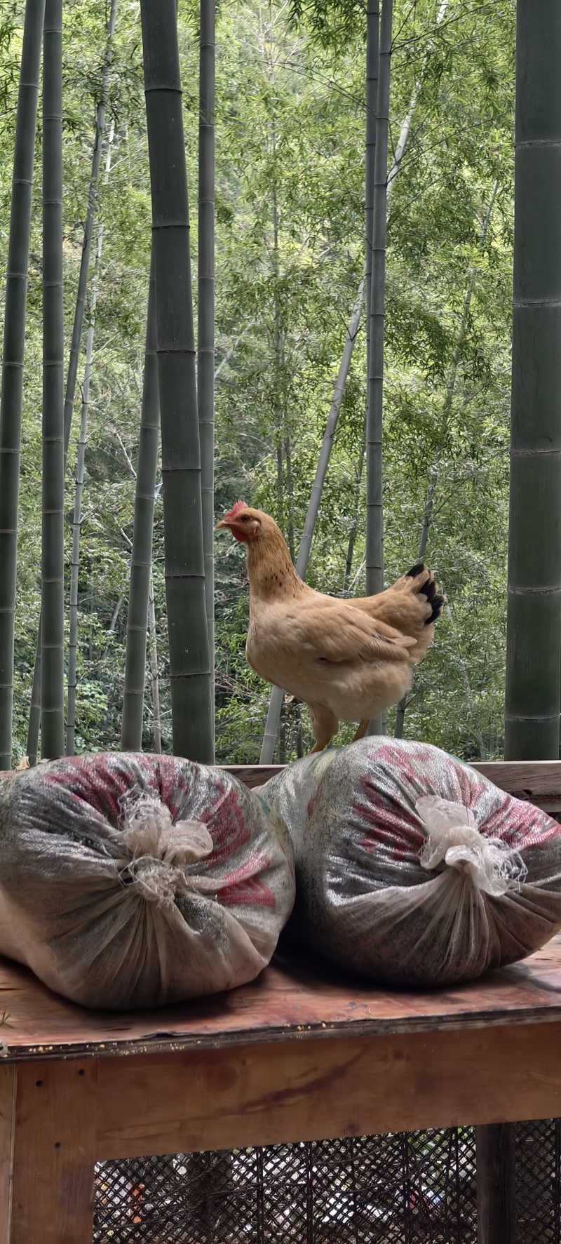 月亮湾土鸡蛋