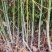 供应大叶钩藤苗，品种纯、根系好、成活率高！基地直供
