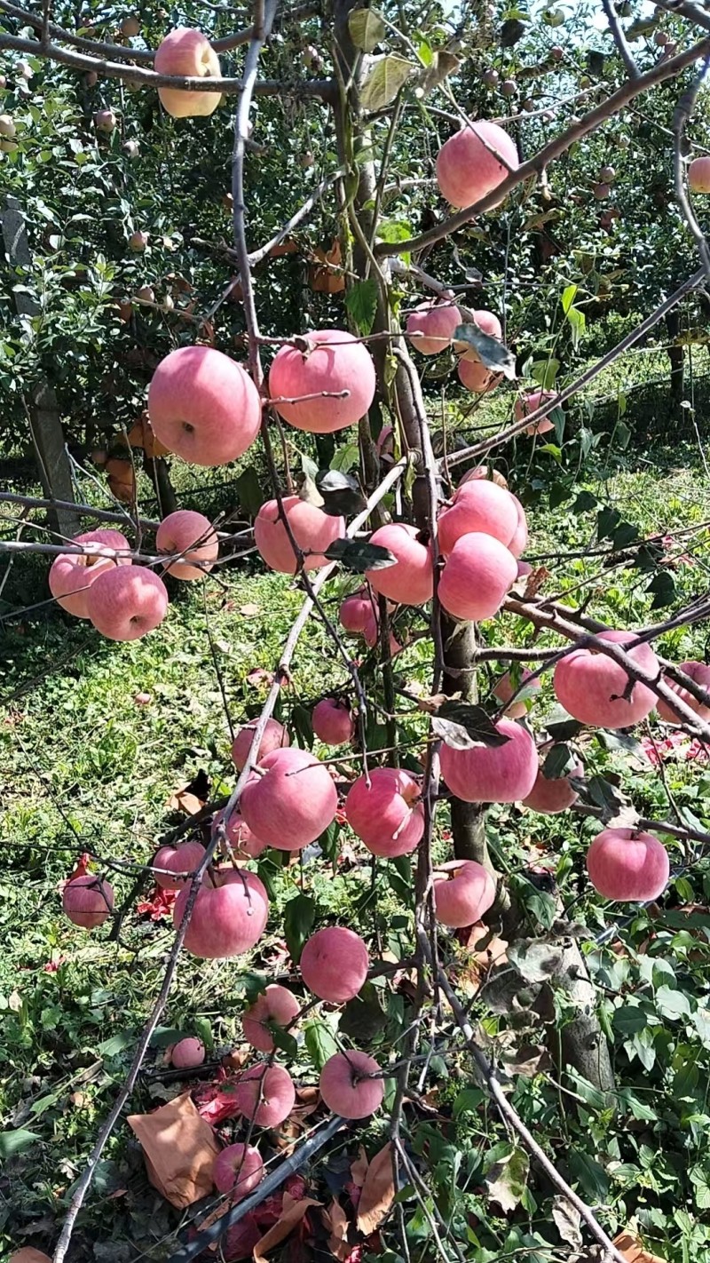 富士苹果
