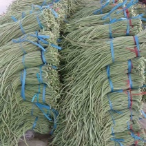 精品长豆角大量上市产地直发量大价优货真价实可视频看货价格面议