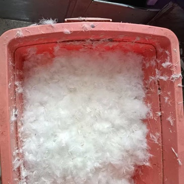 鹅绒