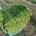 【新鲜】新鲜上市的大叶韭菜！种植基地直发对接商超社区团购