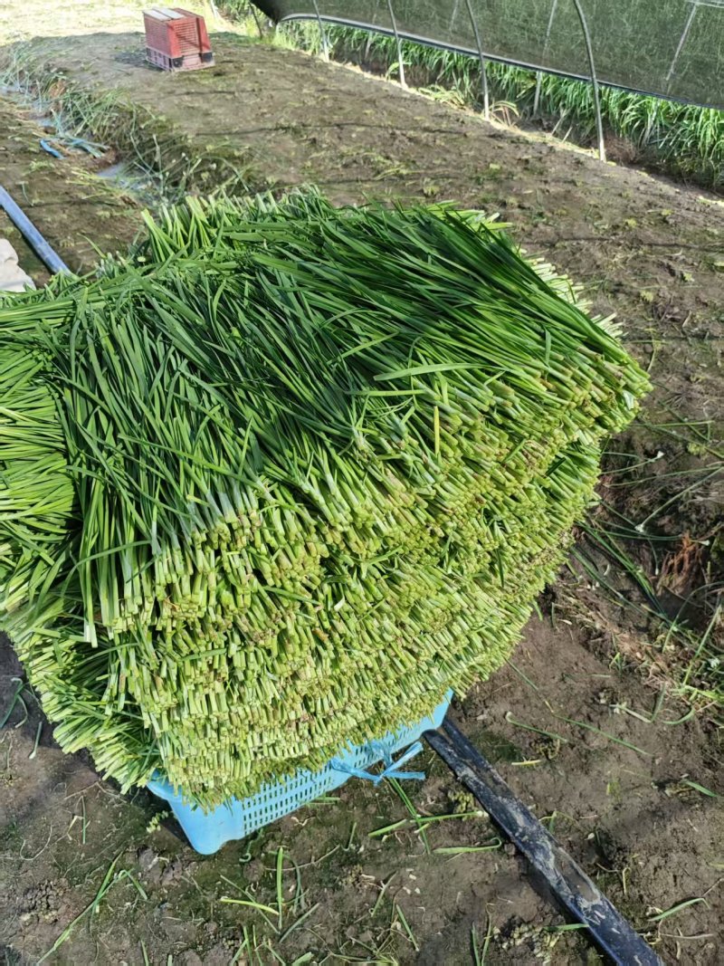 【新鲜】新鲜上市的大叶韭菜！种植基地直发对接商超社区团购