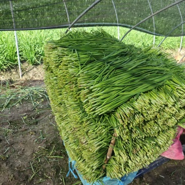 【新鲜】新鲜上市的大叶韭菜！种植基地直发对接商超社区团购