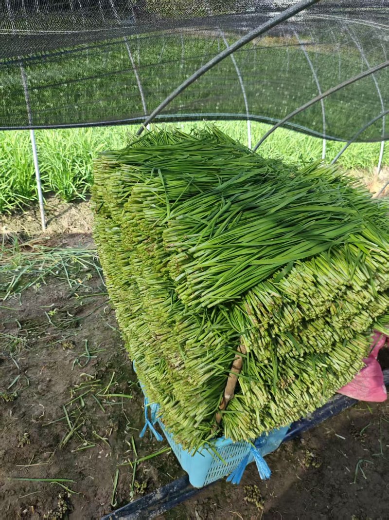 【新鲜】新鲜上市的大叶韭菜！种植基地直发对接商超社区团购