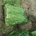 【新鲜】新鲜上市的大叶韭菜！种植基地直发对接商超社区团购