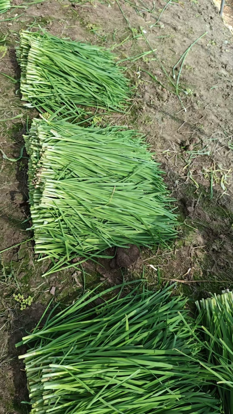 【新鲜】新鲜上市的大叶韭菜！种植基地直发对接商超社区团购