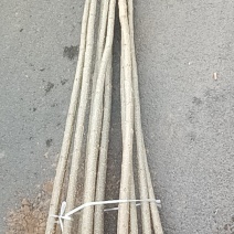 精品107杨树苗