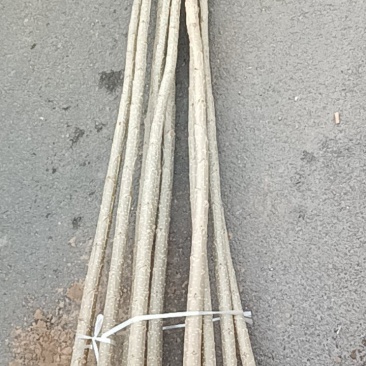 精品107杨树苗