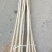 精品107杨树苗