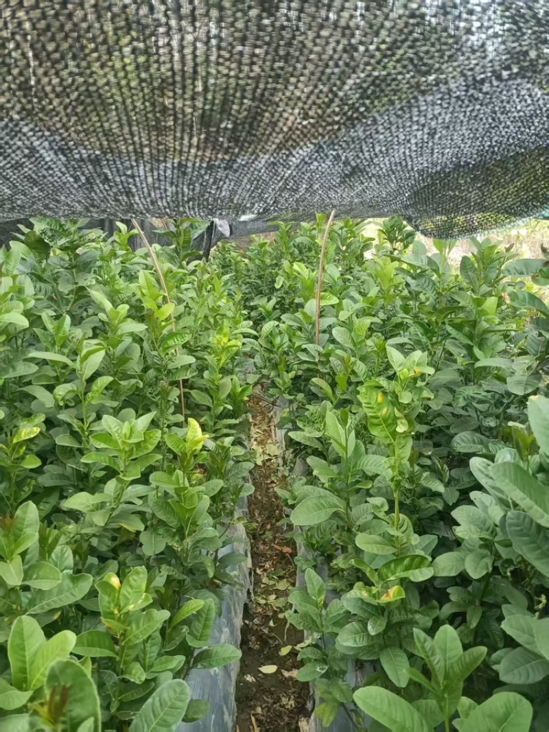 广东佛手柑苗，苗厂直发，量大价优，欢迎来基地考察订购