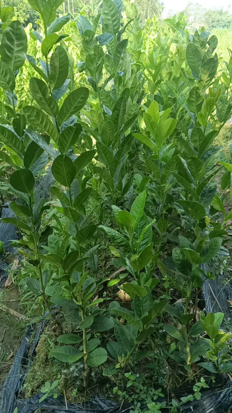 广东佛手柑苗，苗厂直发，量大价优，欢迎来基地考察订购