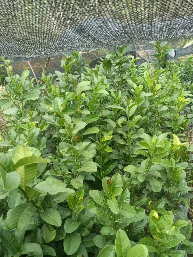 广东佛手柑苗，苗厂直发，量大价优，欢迎来基地考察订购