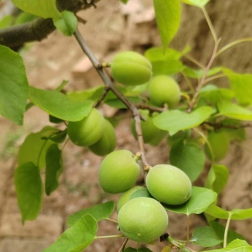 小青杏