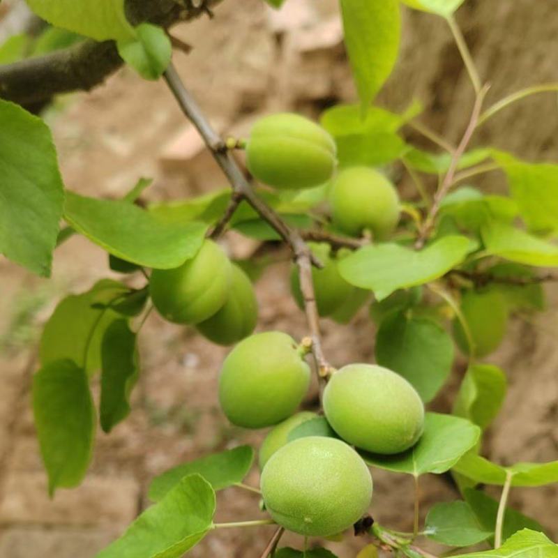 小青杏