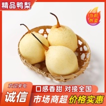 石家庄精品鸭梨甘甜脆口品质保证对接各大客商
