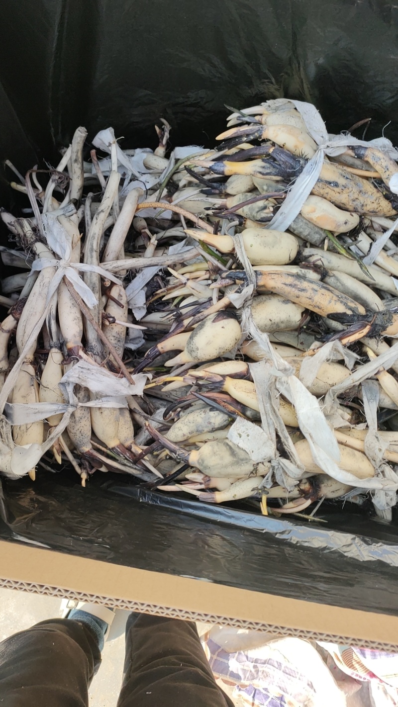 精品荷花苗