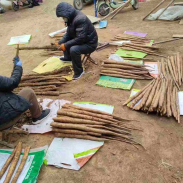 长山细毛山药铁棍山药大量供应长70公分直径2到3公分