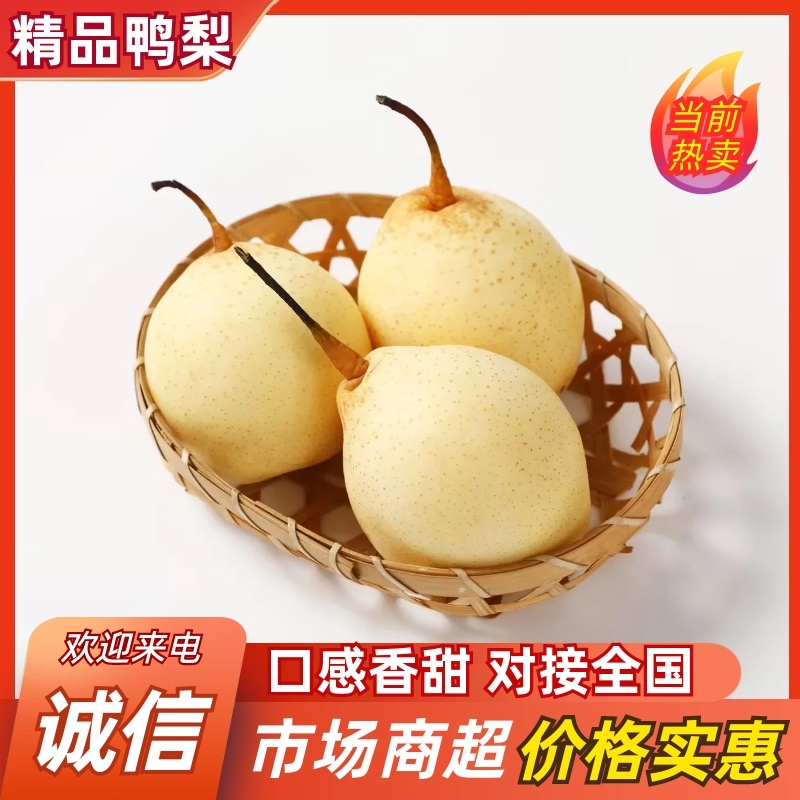 石家庄精品鸭梨甘甜脆口品质保证对接各大客商