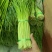 精品白帽蒜苔承接市场电商超市一手货源全国发货