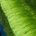 精品白帽蒜苔承接市场电商超市一手货源全国发货