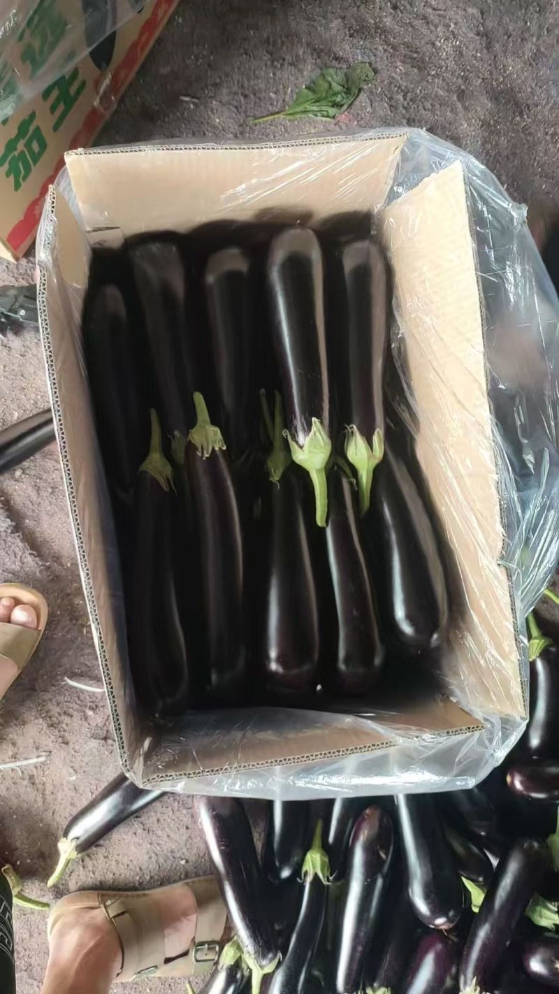 山东长茄新鲜上市价格优惠质量好对接全国量大从优欢迎询价